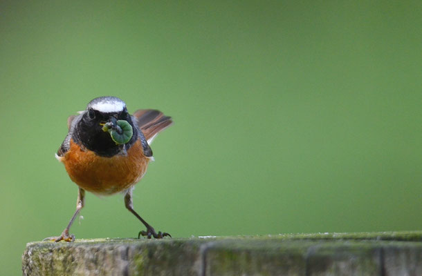 GARTENROTSCHWANZ, COMMON REDSTART, PHOENICURUS PHOENICURUS