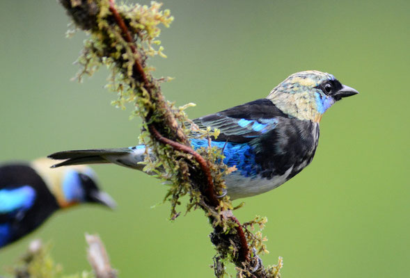 PUPURMASKENTANGARE, GOLDEN-HOODED TANAGER, TANGARA LARVATA