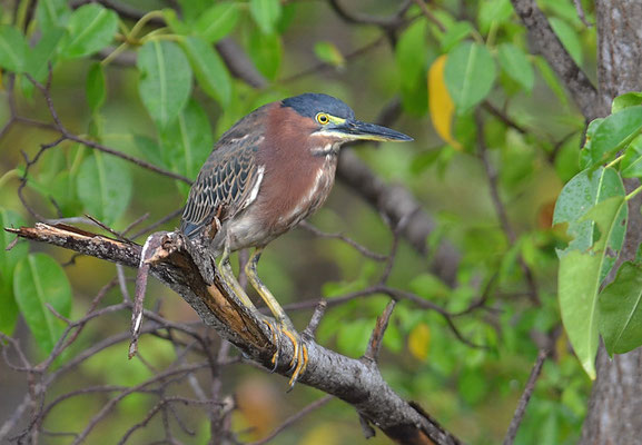 GRÜNREIHER, GREEN HERON, BUTORIDES VIRESCENS