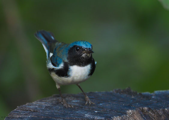 BLAURÜCKENWALDSÄNGER, BLACK-THROATED BLUE WARBLER, SETOPHAGA CAERULECENS