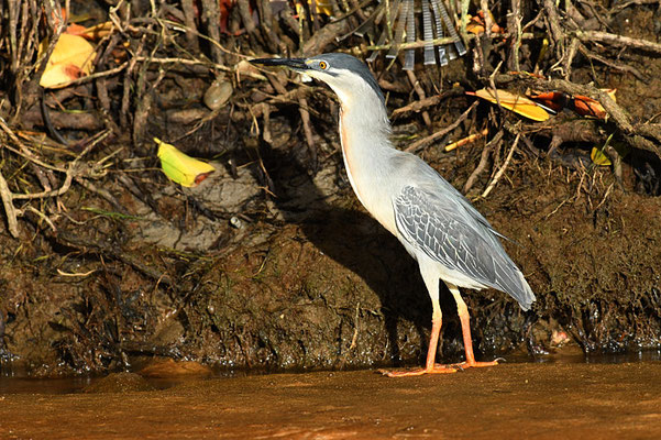 MANGROVENREIHER, STRIATED HERON, BUTORIDES STRIATA