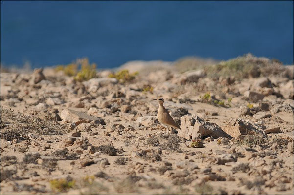 RENNVOGEL, CREAM-COLOURED COURSER, CURSORIUS CURSOR