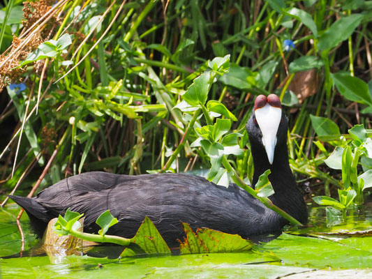 KAMMBLÄSSHUHN, RED-KNOBBED COOT, FULICA CRISTATA