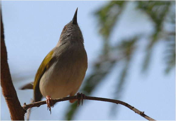 MECKERGRASMÜCKE, GREY BACKED CAMAROPTERA, CAMAROPTERA BRACHYURA