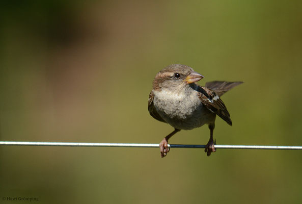 ITALIENSPERLING, ITALIAN SPARROW, PASSER ITALIAE