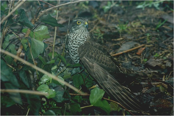 SPERBER, SPARROWHAWK, ACCIPITER NISUS