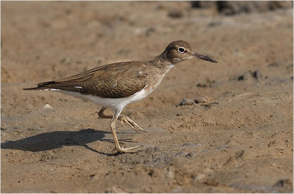 FLUSSUFERLÄUFER, COMMON SANDPIPER, ACTITIS HYPOLEUCOS