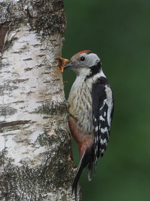 MITTELSPECHT, MIDDLE-SPOTTED WOODPECKER