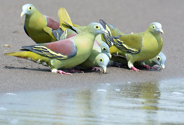 GRAUMASKENTAUBE, GREY-CHEEKED GREEN PIGEON, TRERON GRISEICAUDA