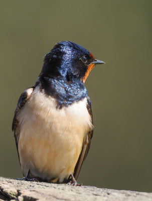 RAUCHSCHWALBE, BARN SWALLOW, HIRUNDO RUSTICA