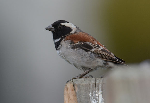 KAPSPERLING, CAPE SPARROW, PASSER MELANURUS