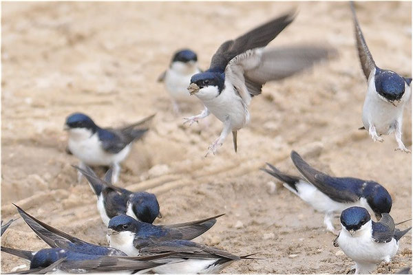 MEHLSCHWALBE, HOUSE MARTIN, DELICHON URBICUM