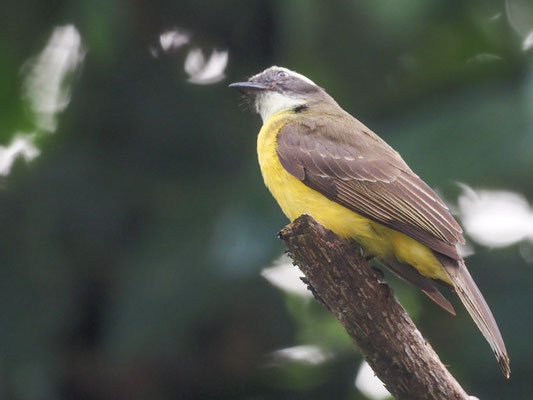 Liktormaskentyrann, Lesser Kiskadee - Pitangus lictor