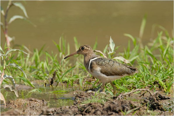 GOLDSCHNEPFE, GREATER PAINTED-SNIPE, ROSTRATULA BENGHALENSIS