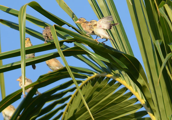 MANYARWEBER, STREAKED WEAVER, PLOCEUS MANYAR