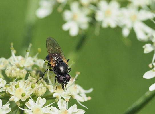 GELBFLÜGEL-ERZSCHWEBFLIEGE, CHEILOSIA IMPRESSA