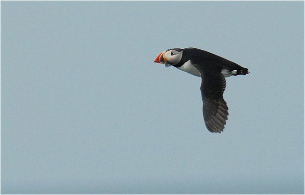 PAPAGEITAUCHER, ATLANTIC PUFFIN, FRATERCULA ARCTICA