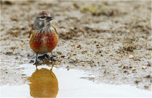 HÄNFLING, LINNET, CARDUELIS CANNABINA