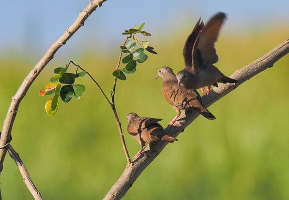 ROSTTÄUBCHEN, RUDDY GROUND DOVE, COLUMBINA TALPACOTI