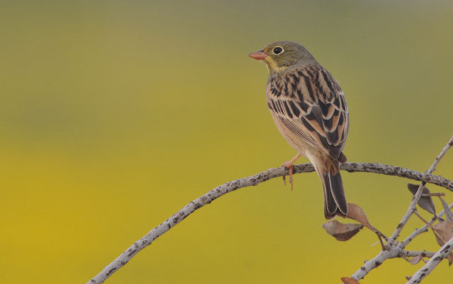 ORTOLAN, ORTOLAN BUNTING, EMBERIZA HORTULANA