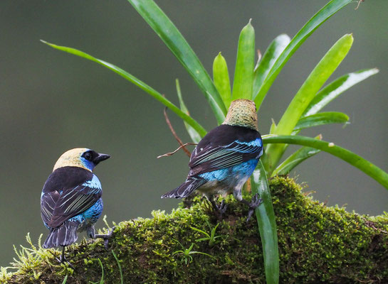 PUPURMASKENTANGARE, GOLDEN-HOODED TANAGER, TANGARA LARVATA