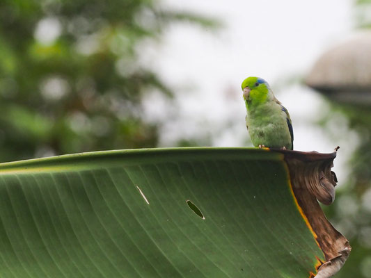 BLAUGENICK-SPERLINGSPAPAGEI, PACIFIC PARROTLET - FORPUS COELESTIS