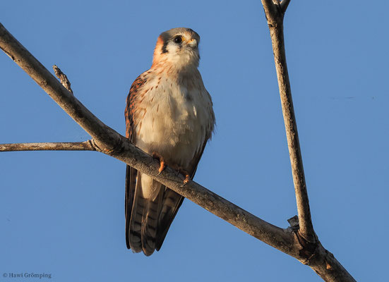 BUNTFALKE, AMERICAN KESTREL, FALCO SPARVERIUS