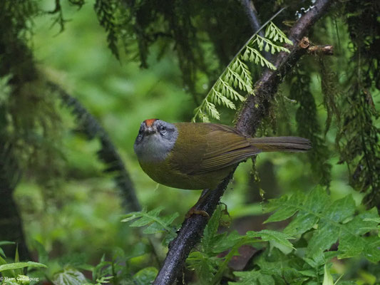 GOLDSCHEITELWALDSÄNGER, RUSSET-CROWNED WARBLER - MYIOTHLYPIS CORONATA