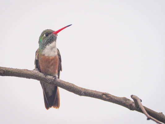 Rostbauchamazilie, Amazilia Hummingbird - Amazilia amazilia