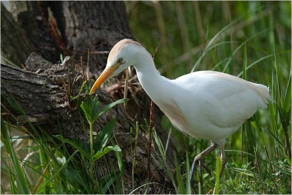 KUHREIHER, CATTLE EGRET, BUBULCUS IBIS