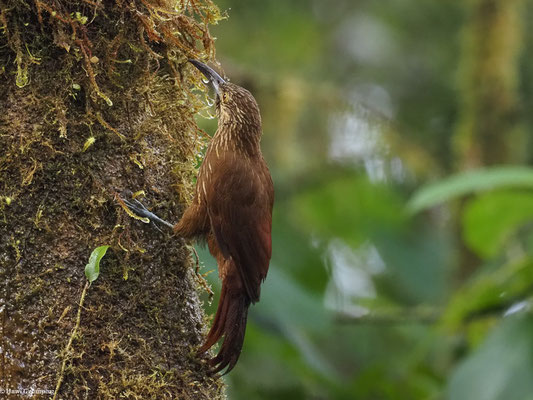 STARKSCHNABEL-BAUMSTEIGER, STRONG-BILLED WOODCREEPER - XIPHOCOLAPTES  PROMEROPIRHYNCHUS
