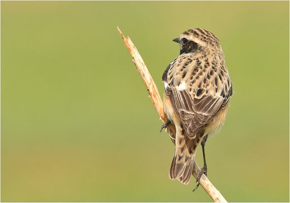 BRAUNKEHLCHEN, WHINCHAT, SAXICOLA RUBETRA