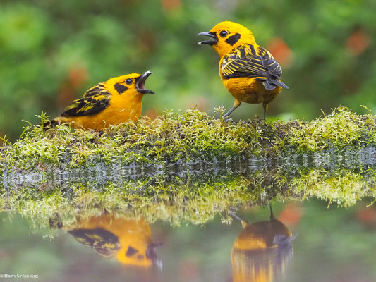 GOLDTANGARE, GOLDEN TANAGER - TANGARA ARTHUS