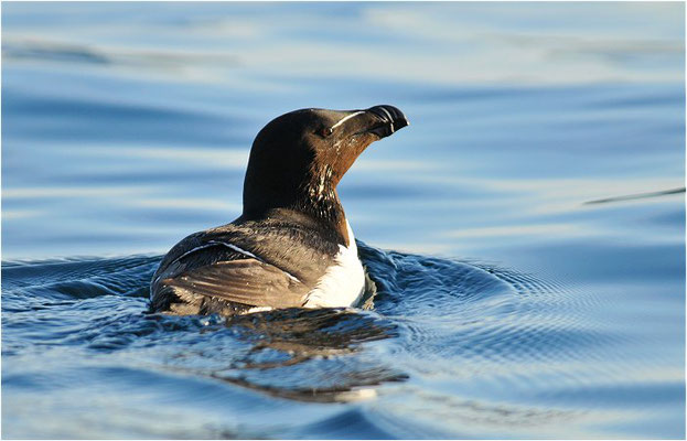 TORDALK, RAZORBILL, ALCO TORDA