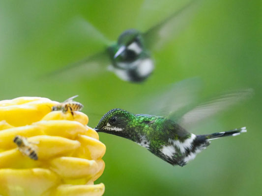 GRÜNE FADENELFE, GREEN THORNTAIL - DISCOSURA CONVERSII