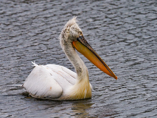 Krauskopfpelikan, Dalmatian Pelican - Pelecanus crispus