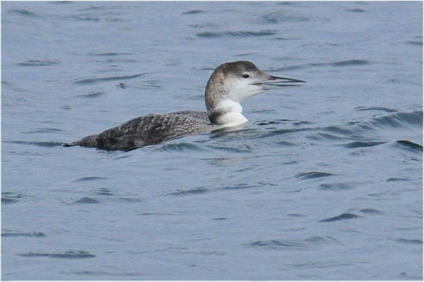 EISTAUCHER, GREAT NORTHERN LOON, GAVIA IMMER