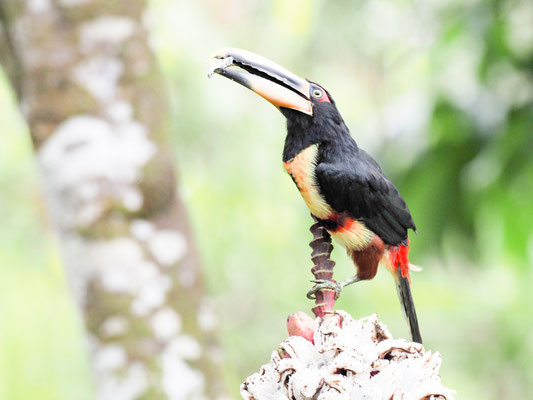 Hellschnabelarassari, , Pale-mandibled Aracari - Pteroglossus erythropygius