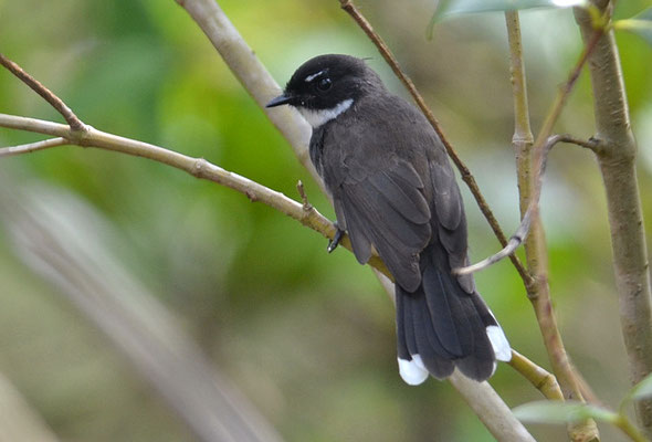 MALAIENFÄCHERSCHWANZ, PIED FANTAIL, RHIPIDURA JAVANICA