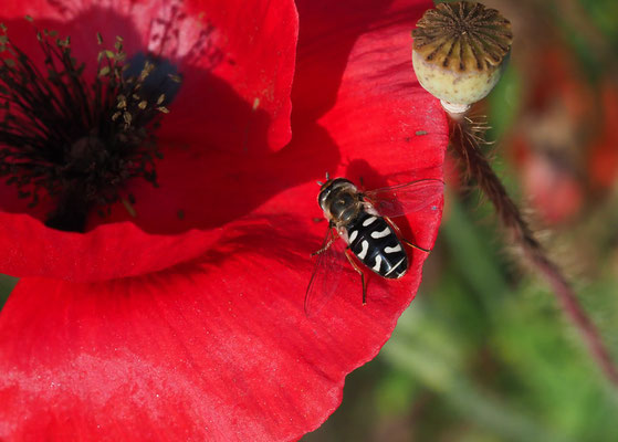 SPÄTE GROSSSTIRNSCHWEBFLIEGE, SCAEVA PYRASTRI