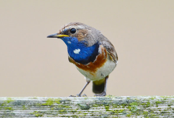 BLAUKEHLCHEN, BLUETHROAT, LUSCINIA SVECICA