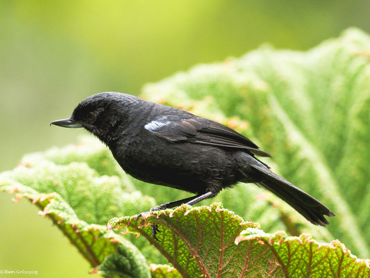 STAHLHAKENSCHNABEL, GLOSSY FLOWERPIERCER - DIGLOSSA LAFRESNAYII