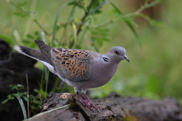 TURTELTAUBE, TURTLE DOVE, STREPTOPELIA TURTUR