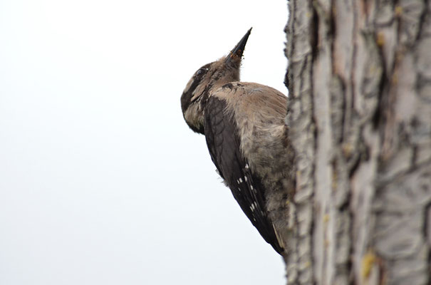 HAARSPECHT, HAIRY WOODPECKER, PICOIDES VILLOSUS 