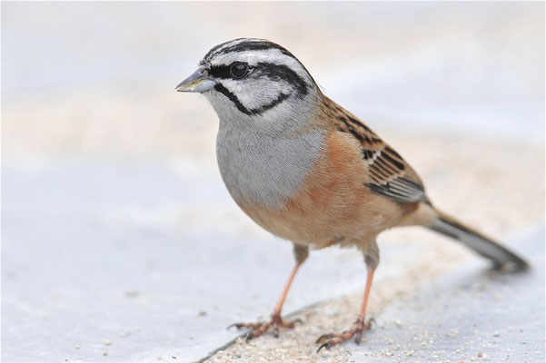 ZIPPAMMER, ROCK BUNTING, EMBERIZA CIA