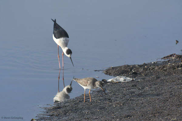 STELZENLÄUFER, BLACK-WINGED STILT, HIMANTOPUS HIMANTOPUS