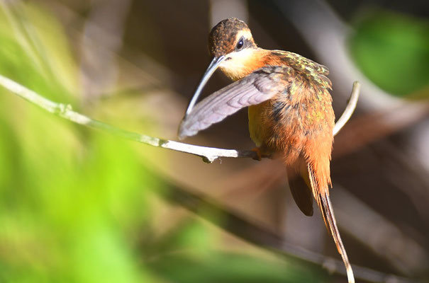 ROTER ZWERGSCHATTENKOLIBRI, REDDISH HERMIT, PHAETORNIS RUBER 
