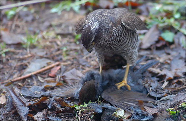 SPERBER, SPARROWHAWK, ACCIPITER NISUS