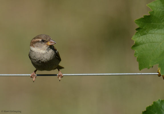 ITALIENSPERLING, ITALIAN SPARROW, PASSER ITALIAE