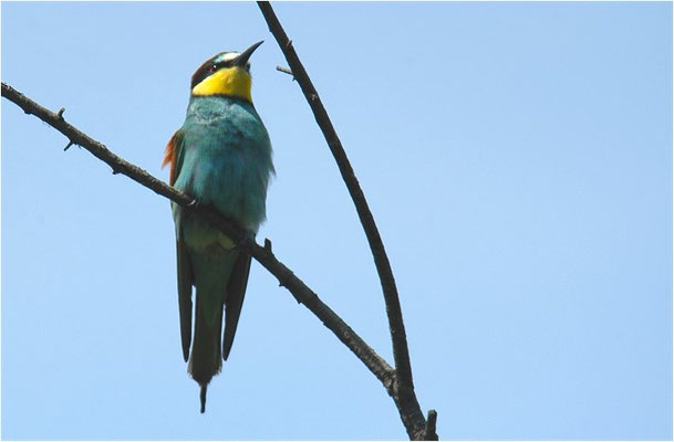 BIENENFRESSER, EUROPEAN BEE-EATER, MEROPS APIASTER